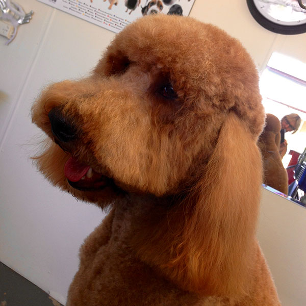 Dudley the Red Labradoodle