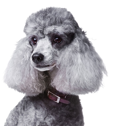 K9 STYLE grey poodle