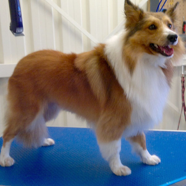 shetland sheepdog