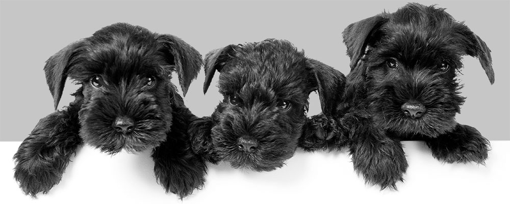 k9 style schnauzer puppies